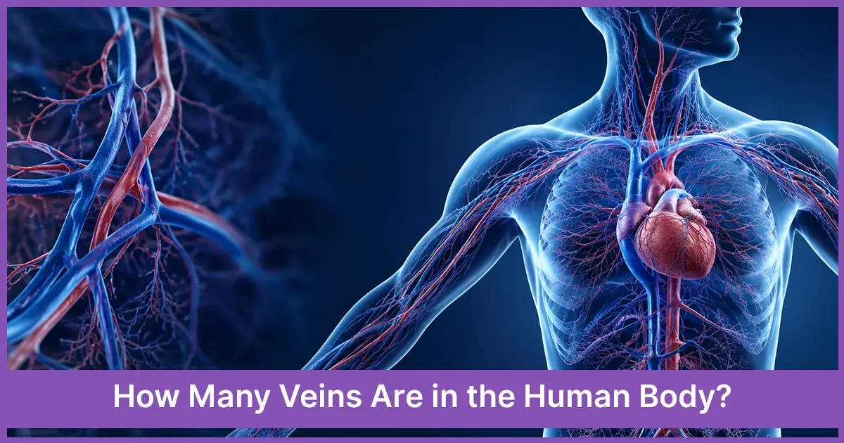 How Many Veins Are in the Human Body