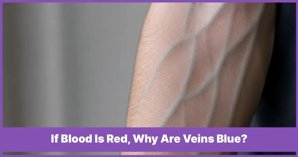 Why Are Veins Blue